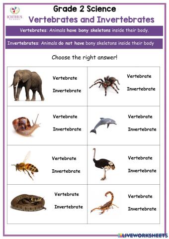 Vertebrates and Invertebrates