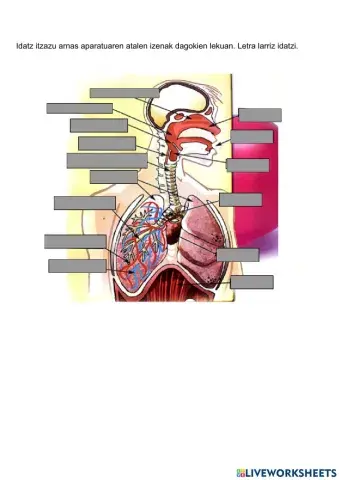 Arnas aparatuaren atalak