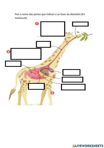 Fases da dixestión dos animais rumiantes