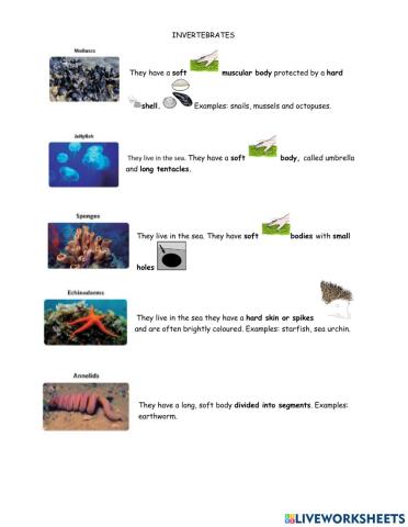 Invertebrates explanation and activities