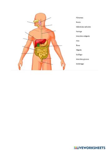 El aparato digestivo