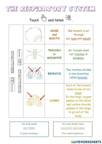 The respiratory system (theory).
