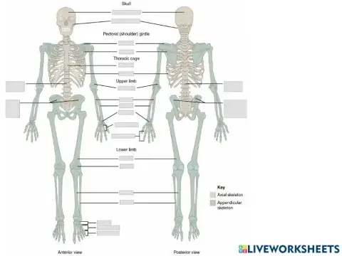 Axial Skeleton