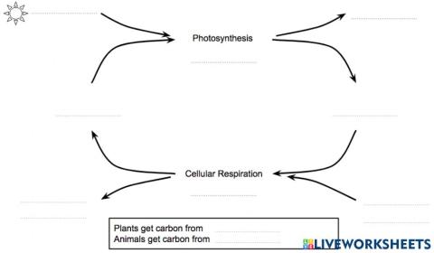 Photosynthesis - Cellular Respiration Flow Chart