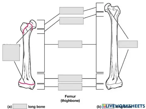 Labeling of the Long Bone