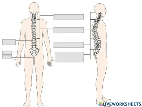Labeling Vertebral Column