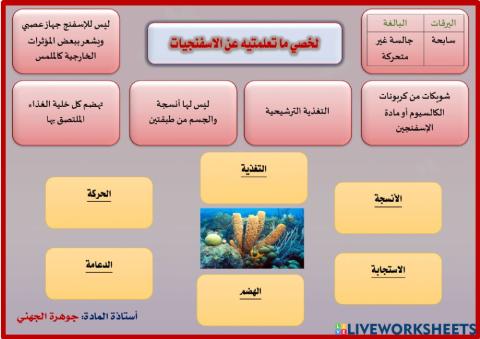ورقة عمل الاسفنج