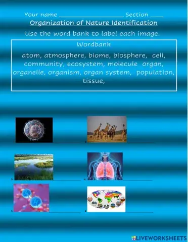 Organization of Nature Vocabulary Match