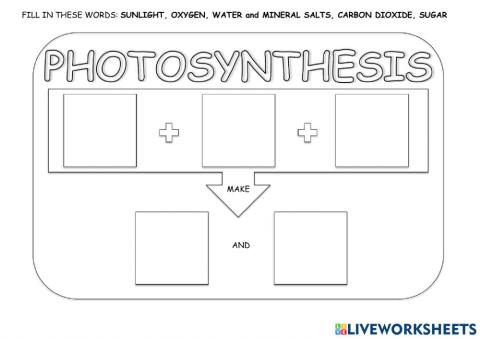 Photosynthesis