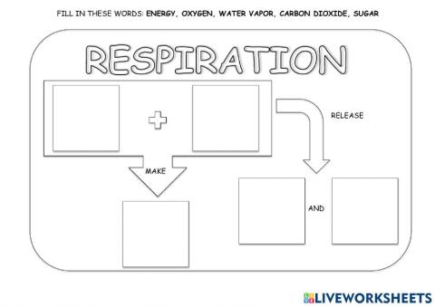 Plant respiration