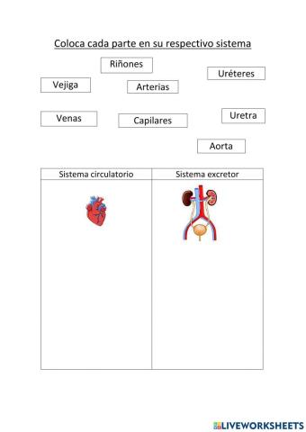 Relaciona las partes del sistema circulatorio y el sistema excretor