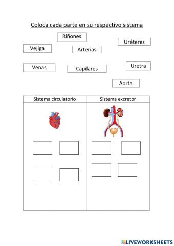 Sistema circulatorio y sistema excretor