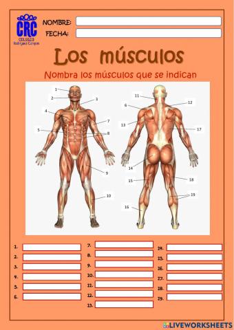 Los músculos