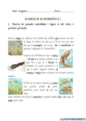 Pronoms personals, verbs