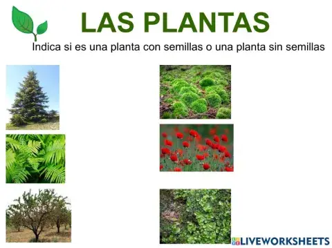 Las plantas