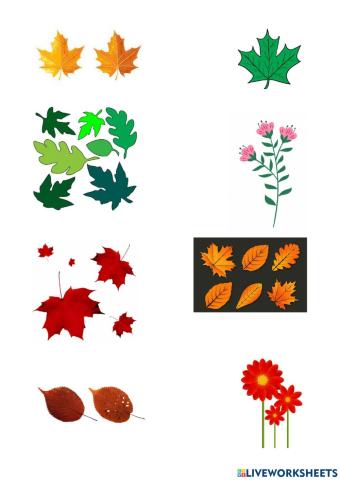 Leaves