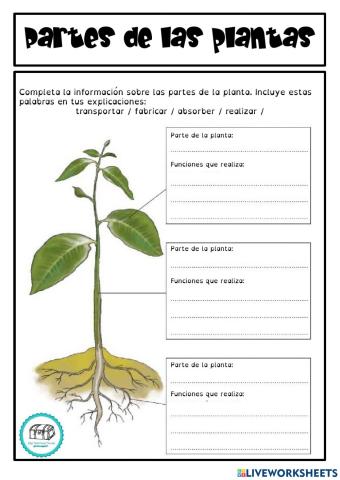 Clasificación de las plantas