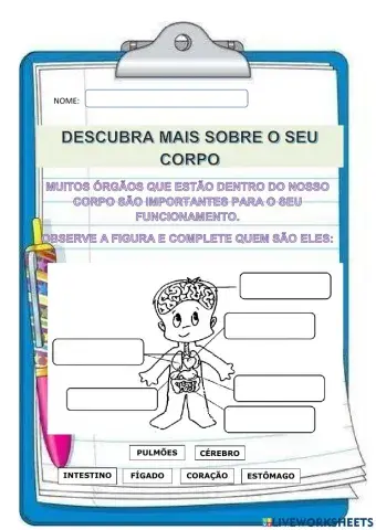 As partes do corpo humano