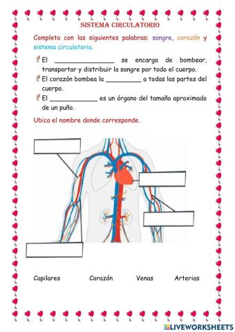 Sistema circulatorio