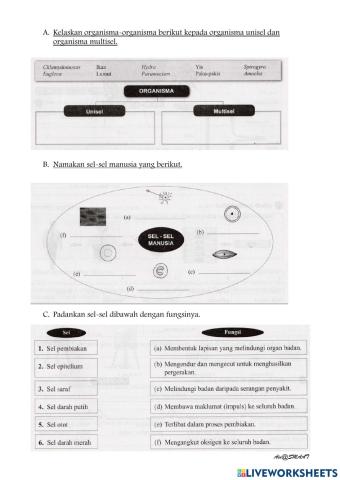Fungsi dan organisasi sel