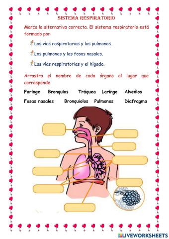 Sistema respiratorio