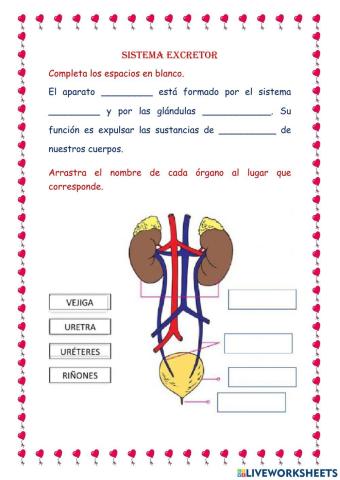 Sistema excretor