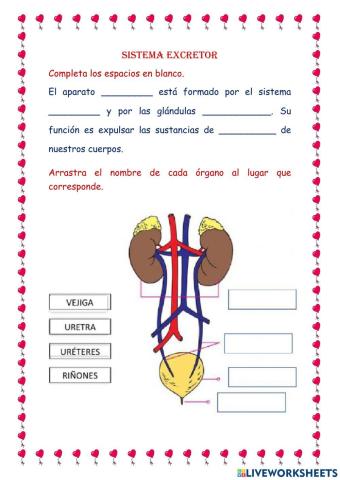 Sistema excretor