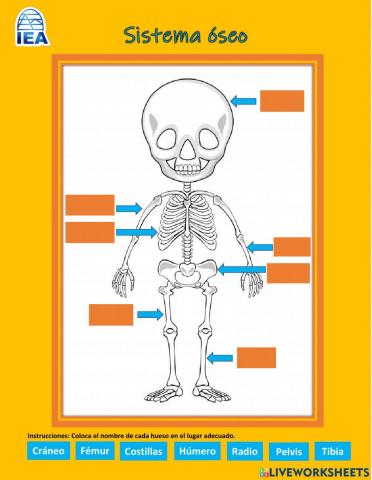 Sistema óseo y muscular