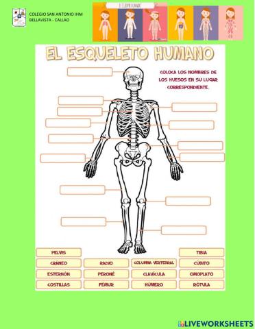 EL ESQUELETO HUMANO