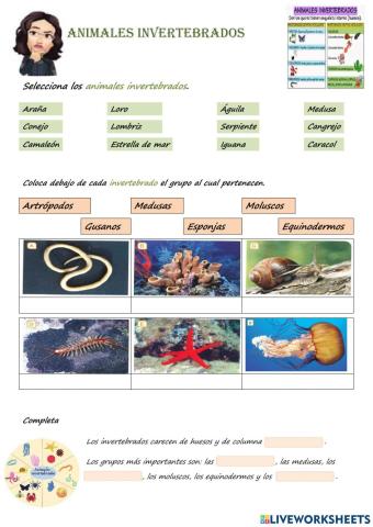 Animales Invertebrados
