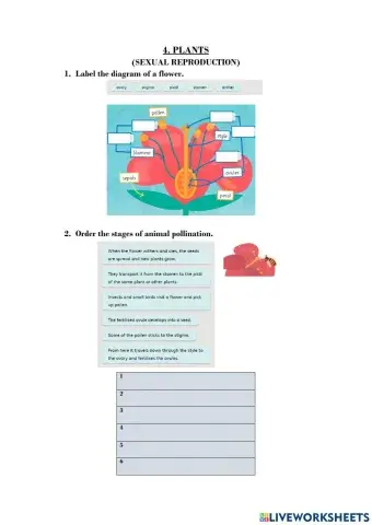 Plants. sexual reproduction