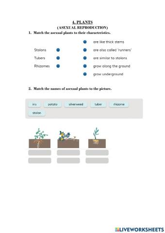 Plants. Asexual reproduction