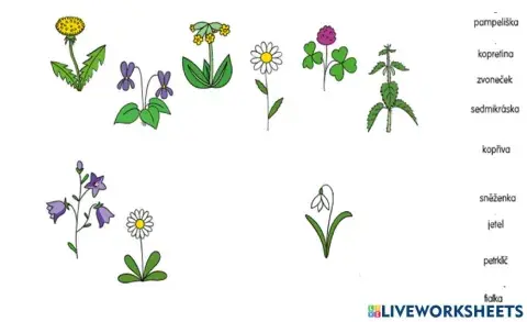 Rostliny a jejich názvy