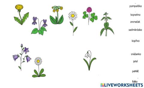 Rostliny a jejich názvy