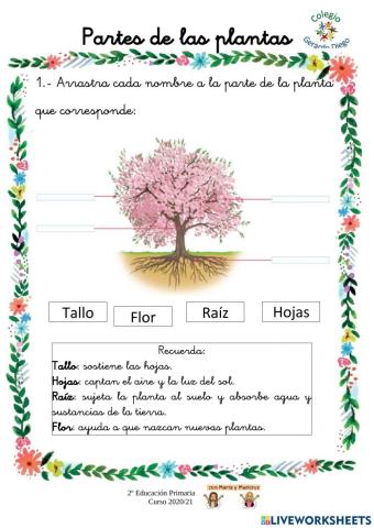 Partes de las plantas