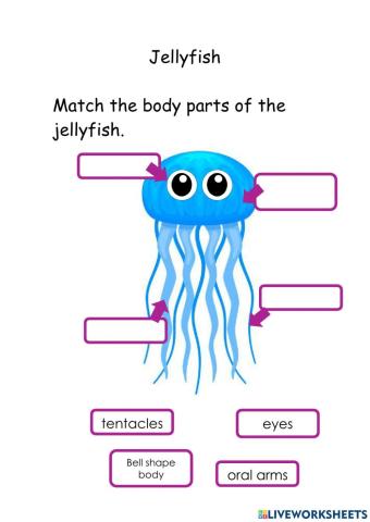 The jellyfish body parts