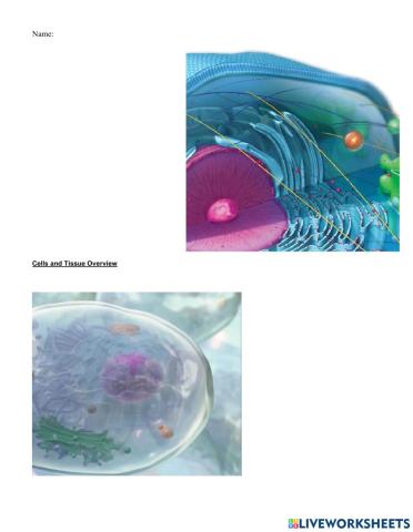 Cells and Tissue Overview