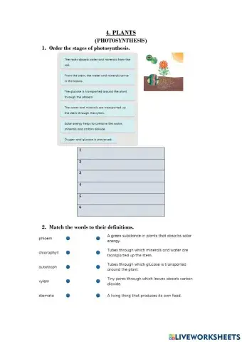 Plants. Photosynthesis