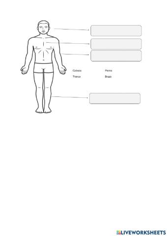 Partes del cuerpo