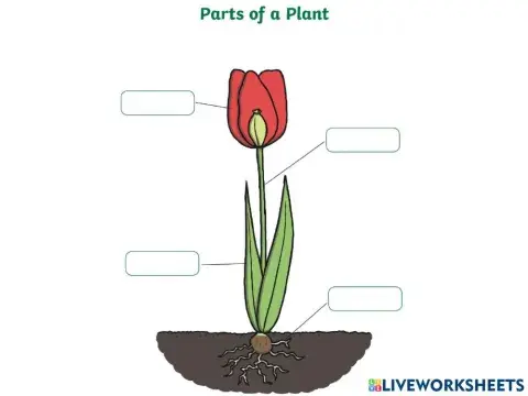Parts of the plant