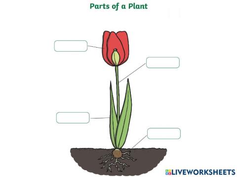Parts of the plant