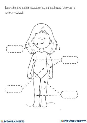 Cabeza, tronco y extremidades