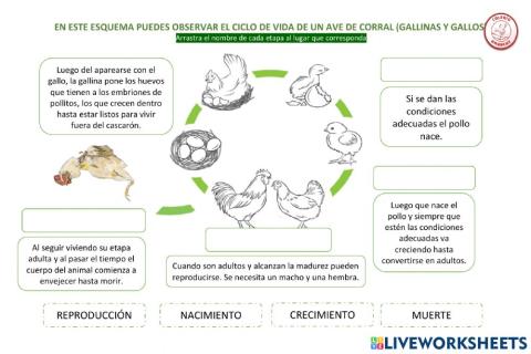Ciclo de vida de gallos y gallinas