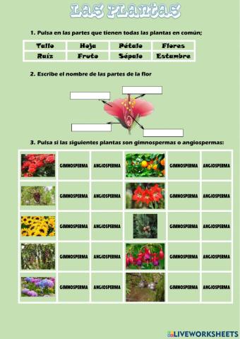 Las plantas y sus hojas