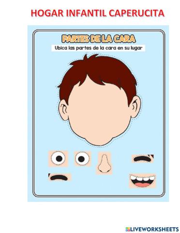 Partes de la cara
