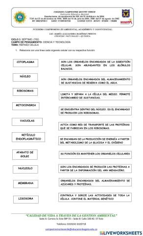 Función Organelos Celulares