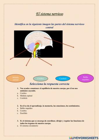 El sistema nervioso