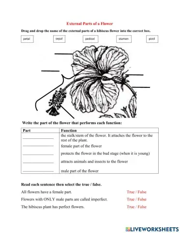 Parts of a hibiscus flower