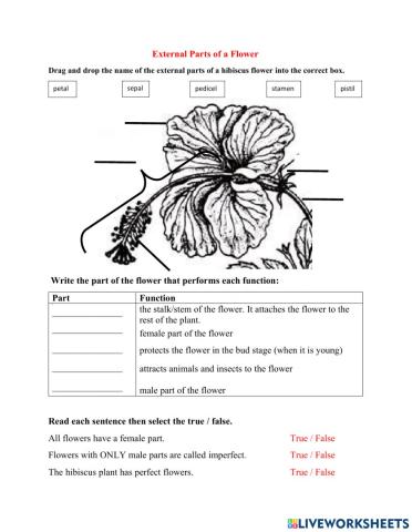 Parts of a hibiscus flower
