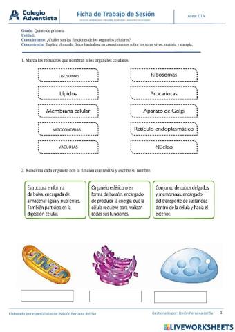 Organelos citoplasmáticos